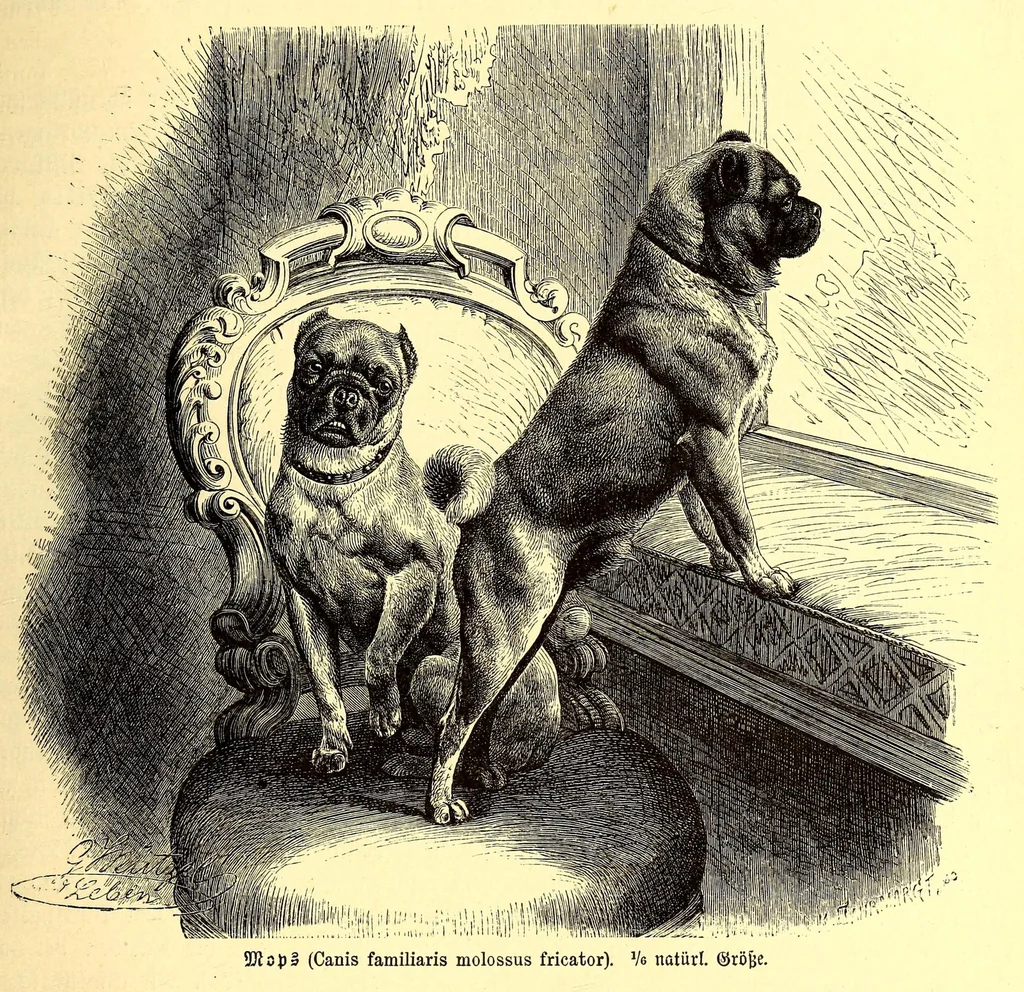 An illustration from Brehms Tierleben : allgemeine Kunde des Tierreichs : mit 1800 Abbildungen im Text, 9 Karten und 180 Tafeln in Farbendruck und Holzschnitt, 1890, leaf 153