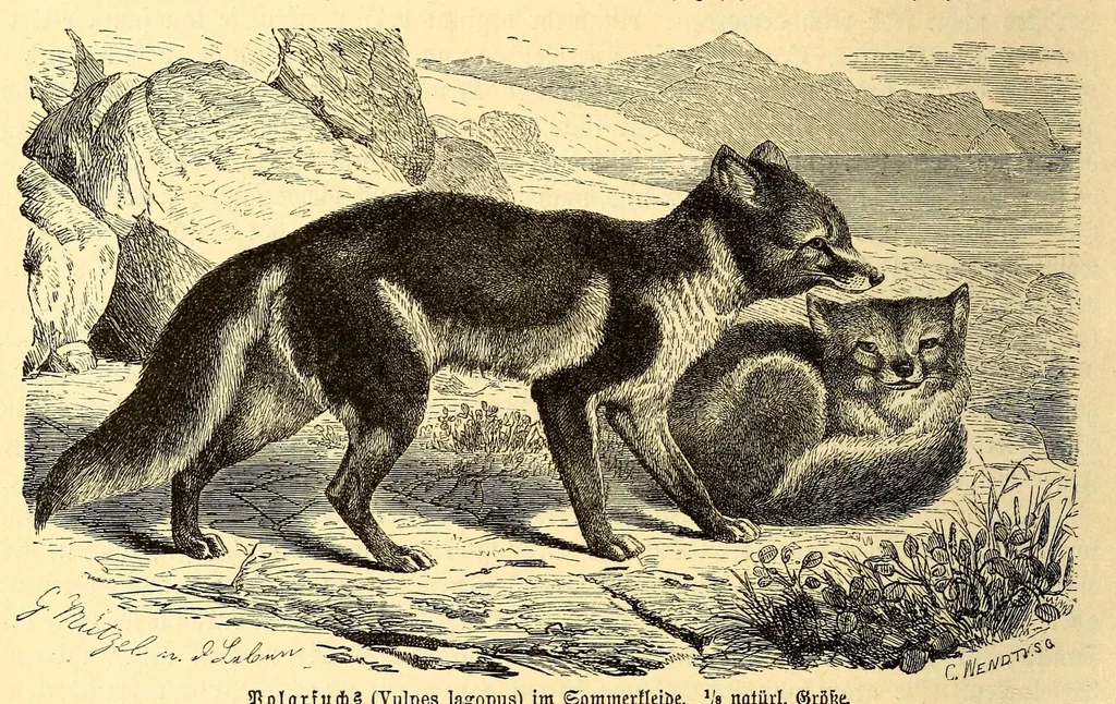An illustration from Brehms Tierleben : allgemeine Kunde des Tierreichs : mit 1800 Abbildungen im Text, 9 Karten und 180 Tafeln in Farbendruck und Holzschnitt, 1890, leaf 216