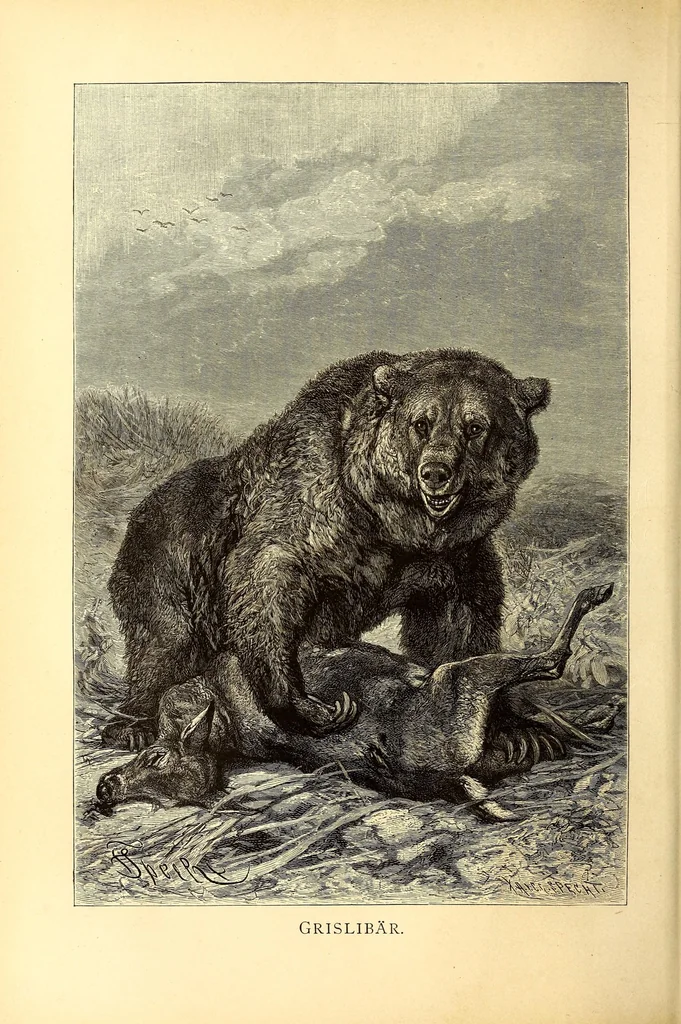 An illustration from Brehms Tierleben : allgemeine Kunde des Tierreichs : mit 1800 Abbildungen im Text, 9 Karten und 180 Tafeln in Farbendruck und Holzschnitt, 1890, leaf 264