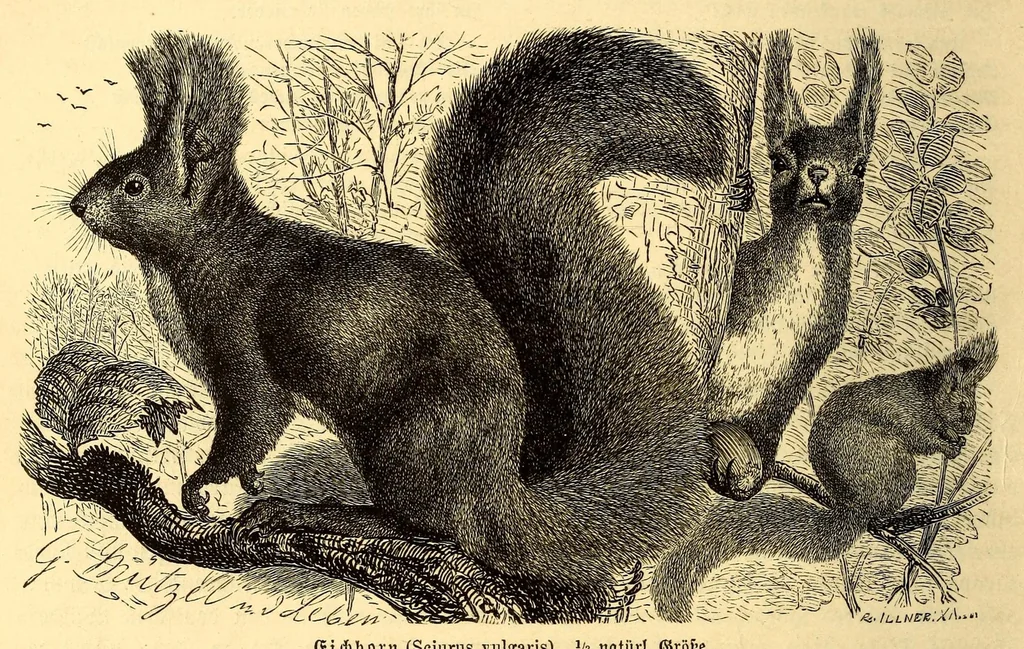 An illustration from Brehms Tierleben : allgemeine Kunde des Tierreichs : mit 1800 Abbildungen im Text, 9 Karten und 180 Tafeln in Farbendruck und Holzschnitt, 1890, leaf 456
