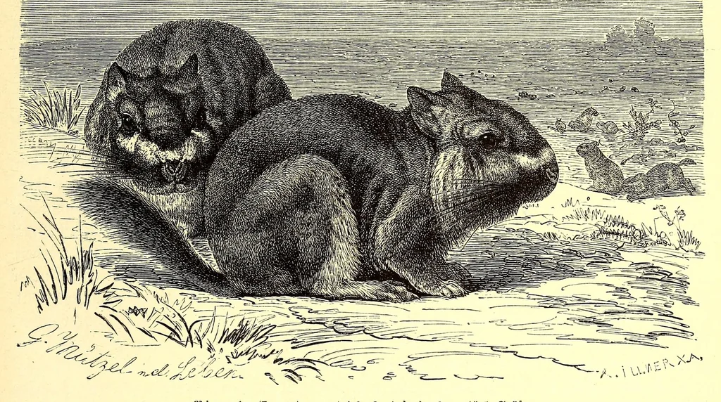 An illustration from Brehms Tierleben : allgemeine Kunde des Tierreichs : mit 1800 Abbildungen im Text, 9 Karten und 180 Tafeln in Farbendruck und Holzschnitt, 1890, leaf 683