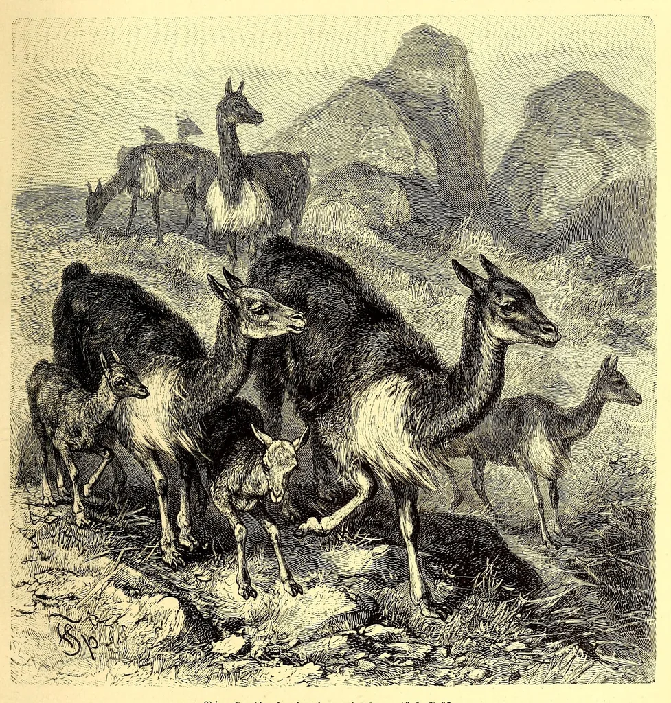 An illustration from Brehms Tierleben : allgemeine Kunde des Tierreichs : mit 1800 Abbildungen im Text, 9 Karten und 180 Tafeln in Farbendruck und Holzschnitt, 1890, leaf 205