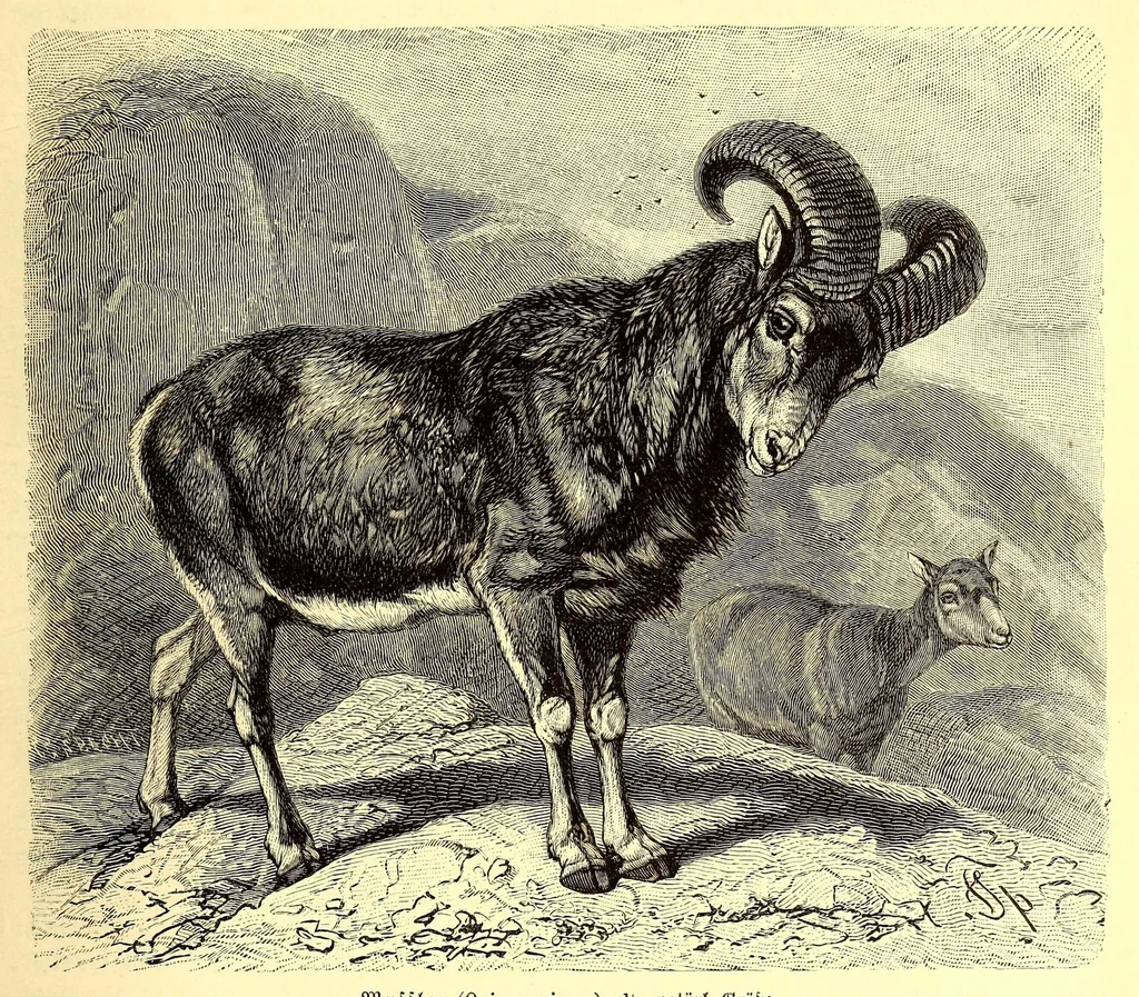 An illustration from Brehms Tierleben : allgemeine Kunde des Tierreichs : mit 1800 Abbildungen im Text, 9 Karten und 180 Tafeln in Farbendruck und Holzschnitt, 1890, leaf 263