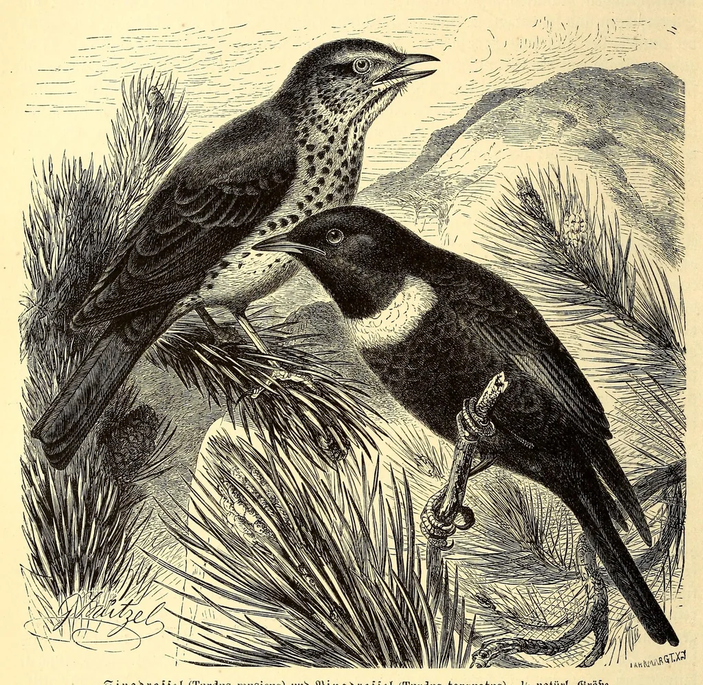 An illustration from Brehms Tierleben : allgemeine Kunde des Tierreichs : mit 1800 Abbildungen im Text, 9 Karten und 180 Tafeln in Farbendruck und Holzschnitt, 1890, leaf 110