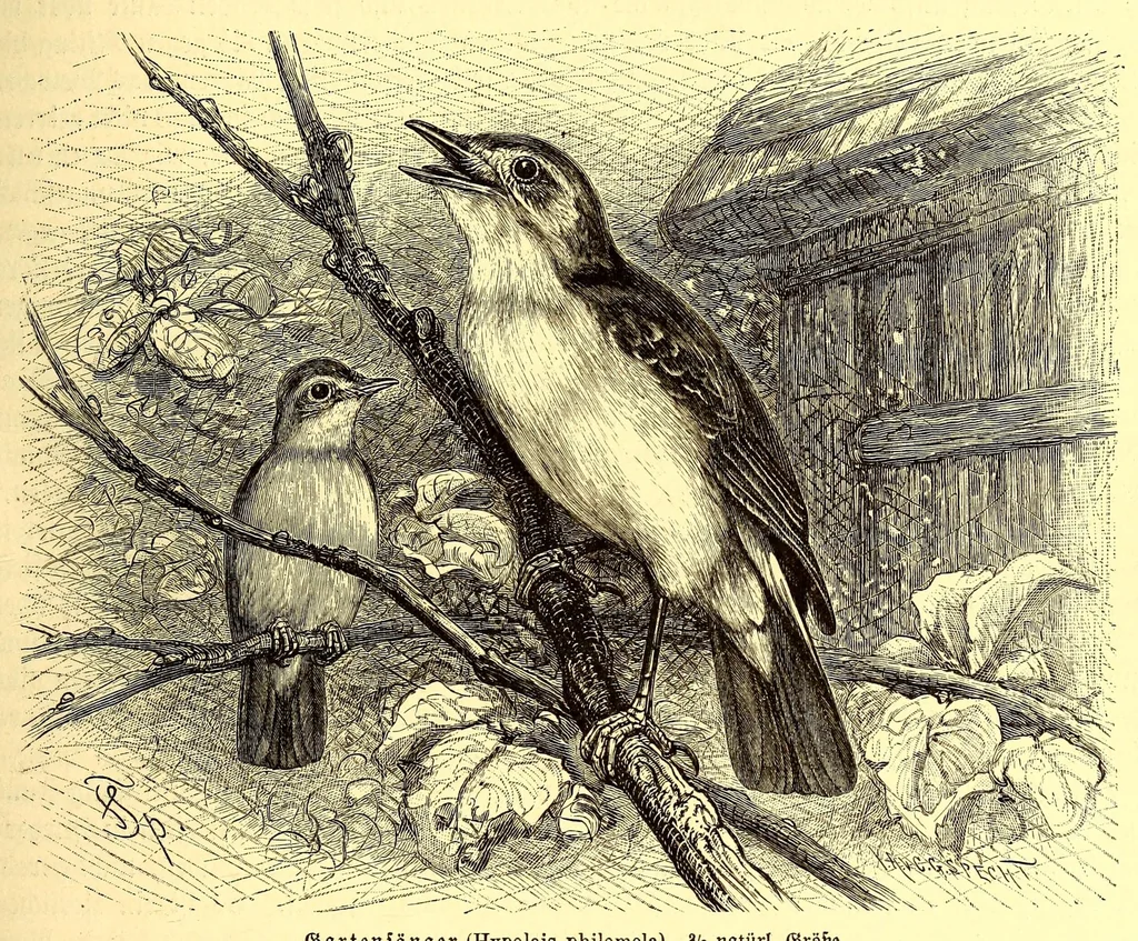An illustration from Brehms Tierleben : allgemeine Kunde des Tierreichs : mit 1800 Abbildungen im Text, 9 Karten und 180 Tafeln in Farbendruck und Holzschnitt, 1890, leaf 167
