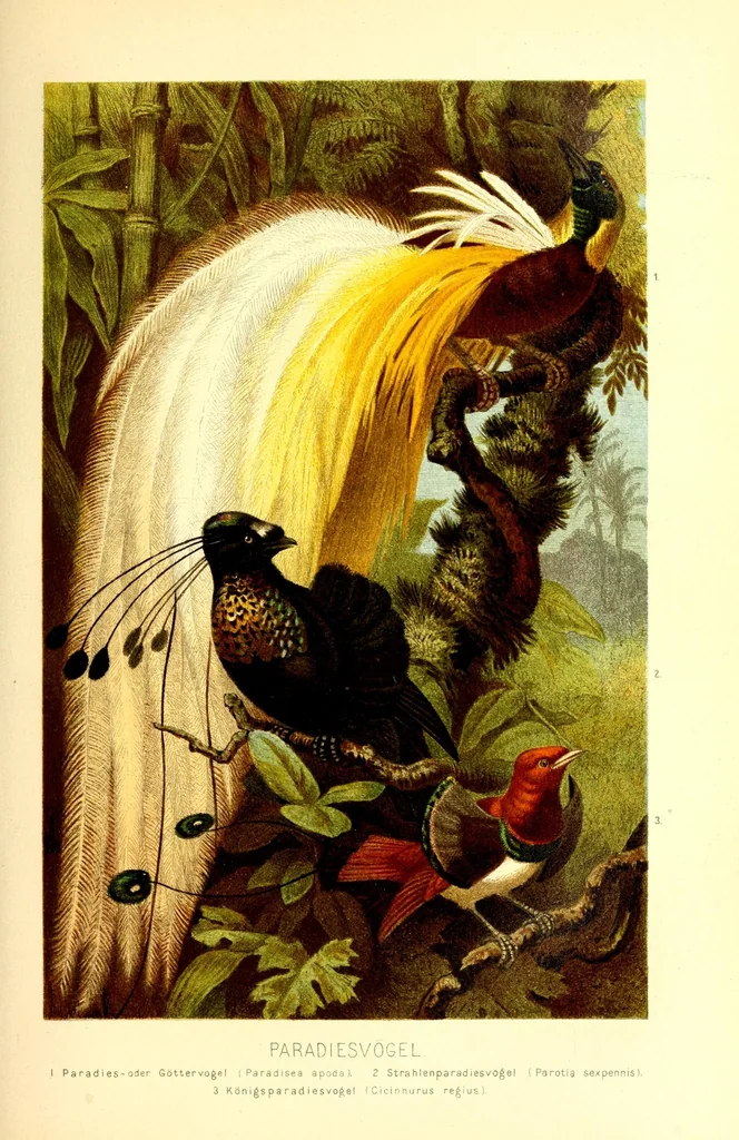 An illustration from Brehms Tierleben : allgemeine Kunde des Tierreichs : mit 1800 Abbildungen im Text, 9 Karten und 180 Tafeln in Farbendruck und Holzschnitt, 1890, leaf 467