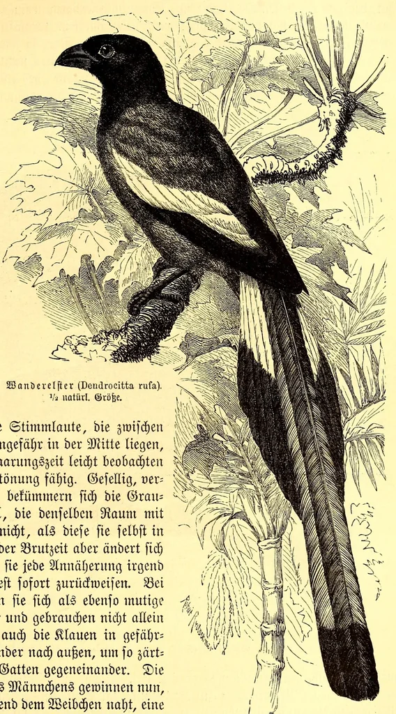 An illustration from Brehms Tierleben : allgemeine Kunde des Tierreichs : mit 1800 Abbildungen im Text, 9 Karten und 180 Tafeln in Farbendruck und Holzschnitt, 1890, leaf 535