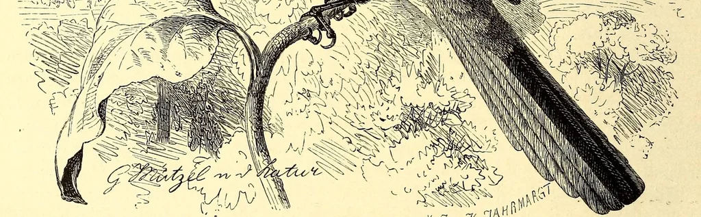 An illustration from Brehms Tierleben : allgemeine Kunde des Tierreichs : mit 1800 Abbildungen im Text, 9 Karten und 180 Tafeln in Farbendruck und Holzschnitt, 1890, leaf 566