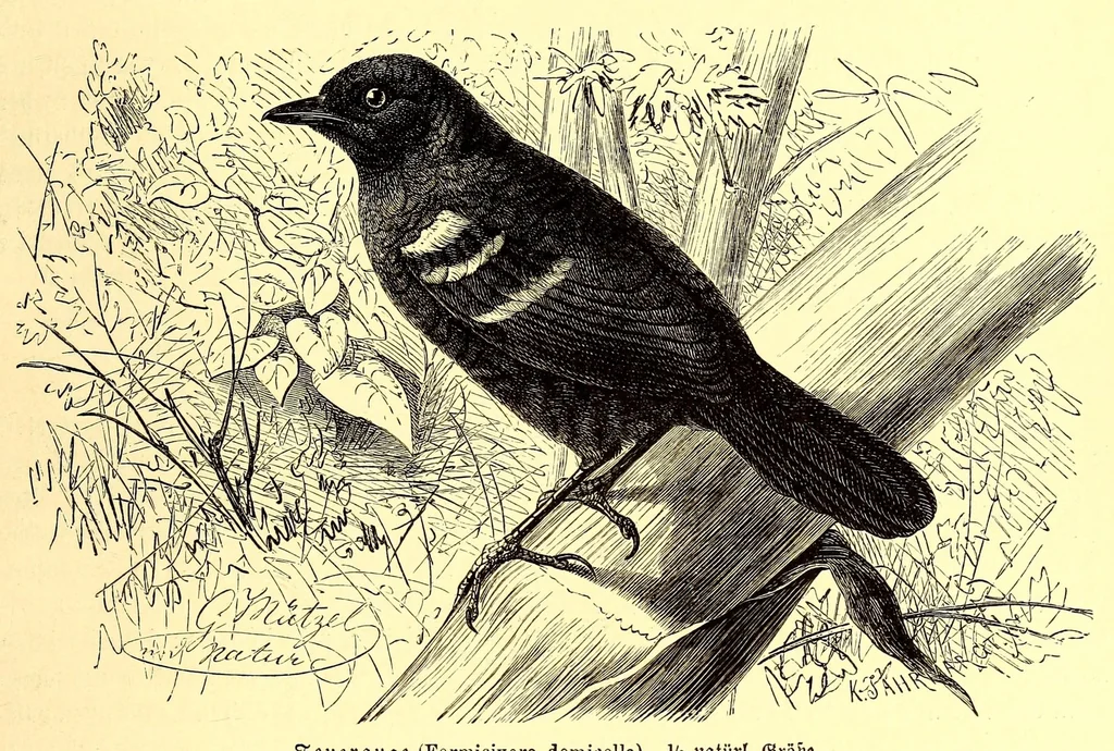An illustration from Brehms Tierleben : allgemeine Kunde des Tierreichs : mit 1800 Abbildungen im Text, 9 Karten und 180 Tafeln in Farbendruck und Holzschnitt, 1890, leaf 603