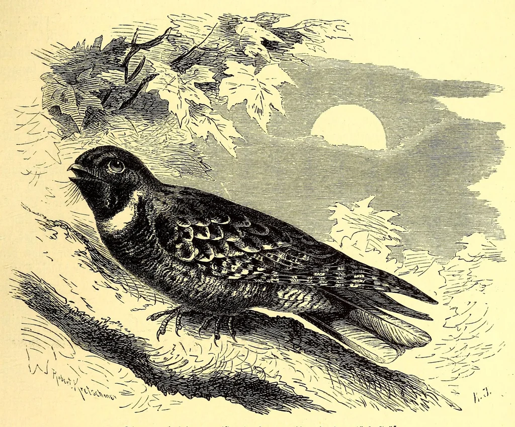 An illustration from Brehms Tierleben : allgemeine Kunde des Tierreichs : mit 1800 Abbildungen im Text, 9 Karten und 180 Tafeln in Farbendruck und Holzschnitt, 1890, leaf 237