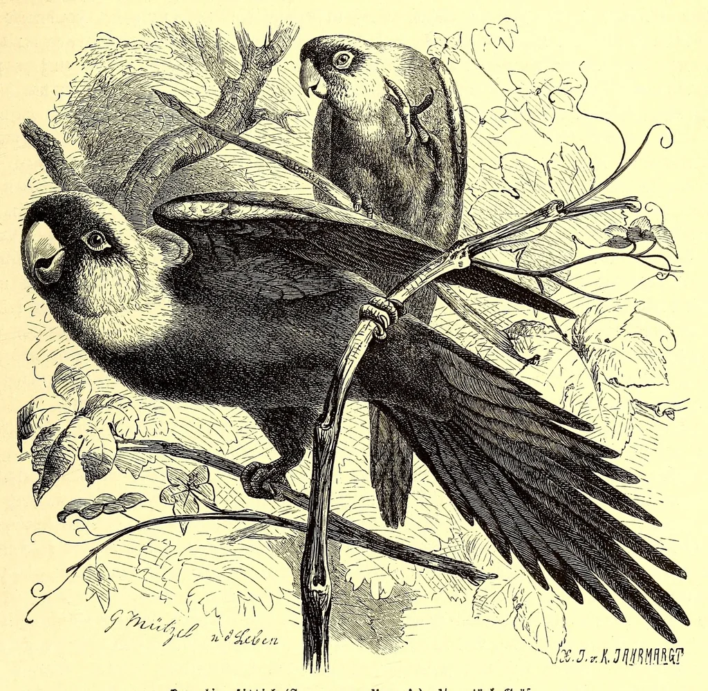 An illustration from Brehms Tierleben : allgemeine Kunde des Tierreichs : mit 1800 Abbildungen im Text, 9 Karten und 180 Tafeln in Farbendruck und Holzschnitt, 1890, leaf 331