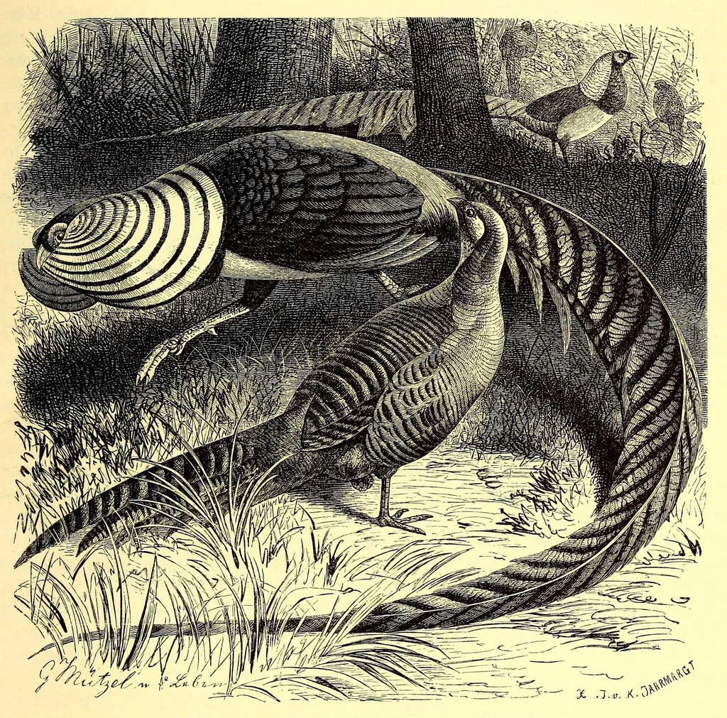 An illustration from Brehms Tierleben : allgemeine Kunde des Tierreichs : mit 1800 Abbildungen im Text, 9 Karten und 180 Tafeln in Farbendruck und Holzschnitt, 1890, leaf 655