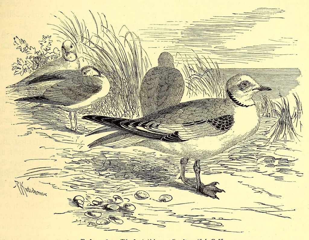 An illustration from Brehms Tierleben : allgemeine Kunde des Tierreichs : mit 1800 Abbildungen im Text, 9 Karten und 180 Tafeln in Farbendruck und Holzschnitt, 1890, leaf 145