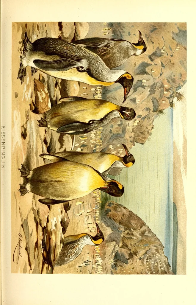 An illustration from Brehms Tierleben : allgemeine Kunde des Tierreichs : mit 1800 Abbildungen im Text, 9 Karten und 180 Tafeln in Farbendruck und Holzschnitt, 1890, leaf 199