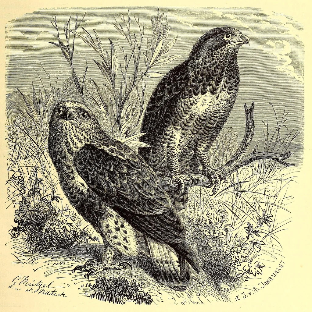 An illustration from Brehms Tierleben : allgemeine Kunde des Tierreichs : mit 1800 Abbildungen im Text, 9 Karten und 180 Tafeln in Farbendruck und Holzschnitt, 1890, leaf 337