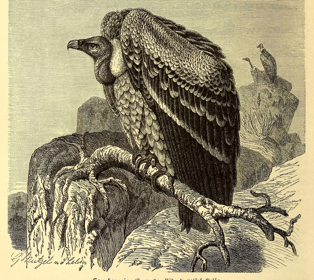 An illustration from Brehms Tierleben : allgemeine Kunde des Tierreichs : mit 1800 Abbildungen im Text, 9 Karten und 180 Tafeln in Farbendruck und Holzschnitt, 1890, leaf 504