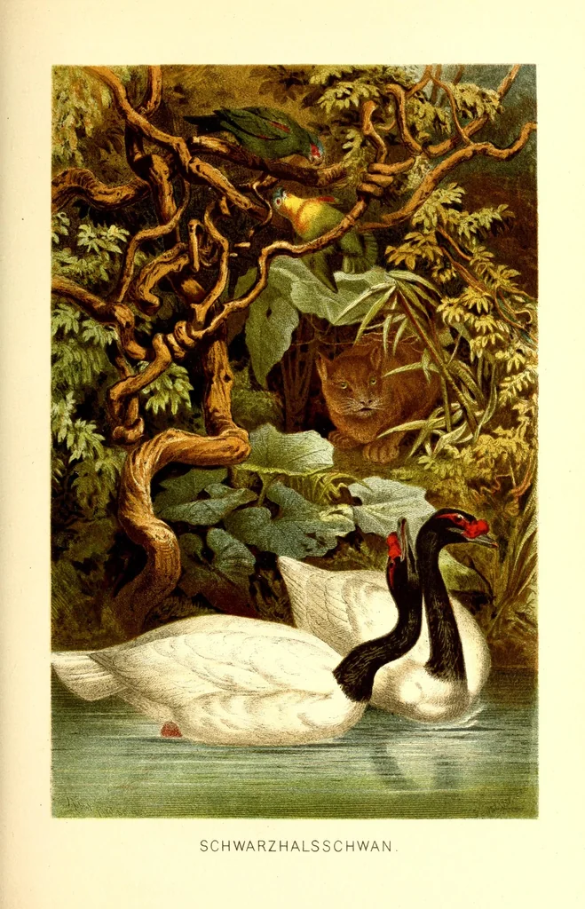An illustration from Brehms Tierleben : allgemeine Kunde des Tierreichs : mit 1800 Abbildungen im Text, 9 Karten und 180 Tafeln in Farbendruck und Holzschnitt, 1890, leaf 659
