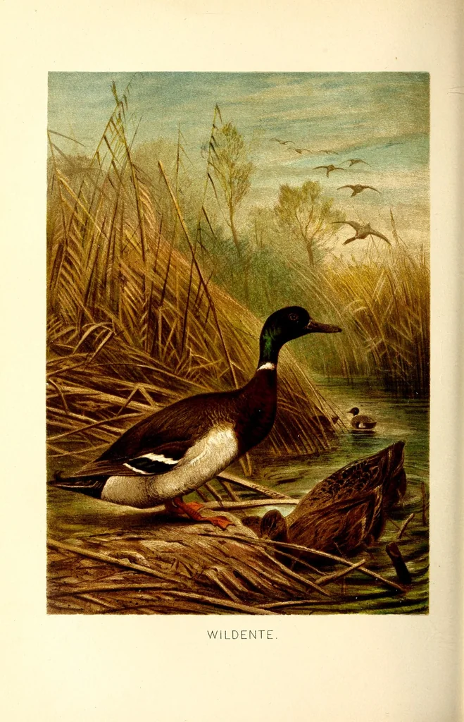 An illustration from Brehms Tierleben : allgemeine Kunde des Tierreichs : mit 1800 Abbildungen im Text, 9 Karten und 180 Tafeln in Farbendruck und Holzschnitt, 1890, leaf 700