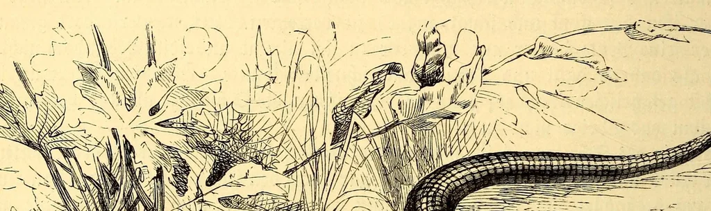 An illustration from Brehms Tierleben : allgemeine Kunde des Tierreichs : mit 1800 Abbildungen im Text, 9 Karten und 180 Tafeln in Farbendruck und Holzschnitt, 1890, leaf 132