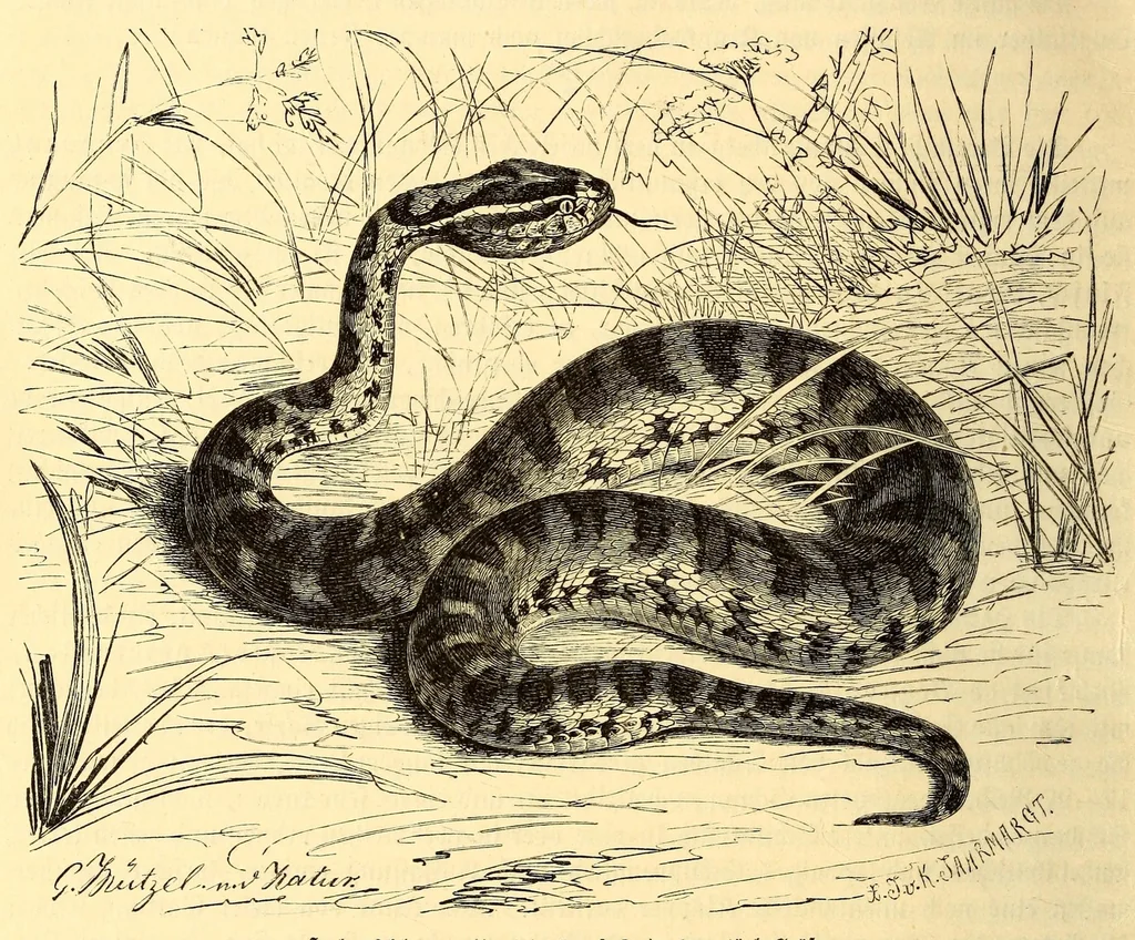 An illustration from Brehms Tierleben : allgemeine Kunde des Tierreichs : mit 1800 Abbildungen im Text, 9 Karten und 180 Tafeln in Farbendruck und Holzschnitt, 1890, leaf 514