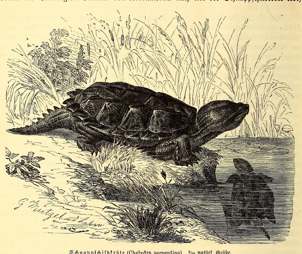 An illustration from Brehms Tierleben : allgemeine Kunde des Tierreichs : mit 1800 Abbildungen im Text, 9 Karten und 180 Tafeln in Farbendruck und Holzschnitt, 1890, leaf 610