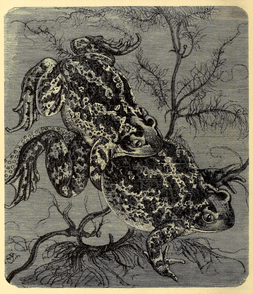 An illustration from Brehms Tierleben : allgemeine Kunde des Tierreichs : mit 1800 Abbildungen im Text, 9 Karten und 180 Tafeln in Farbendruck und Holzschnitt, 1890, leaf 792