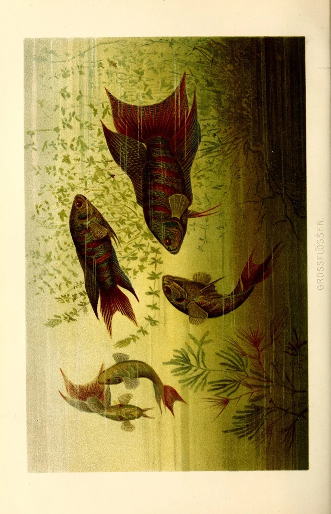 An illustration from Brehms Tierleben : allgemeine Kunde des Tierreichs : mit 1800 Abbildungen im Text, 9 Karten und 180 Tafeln in Farbendruck und Holzschnitt, 1890, leaf 224