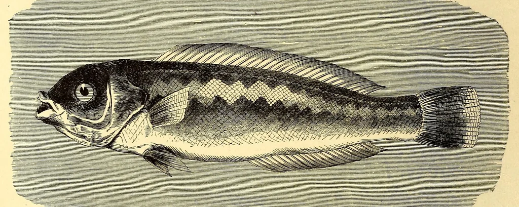 An illustration from Brehms Tierleben : allgemeine Kunde des Tierreichs : mit 1800 Abbildungen im Text, 9 Karten und 180 Tafeln in Farbendruck und Holzschnitt, 1890, leaf 244