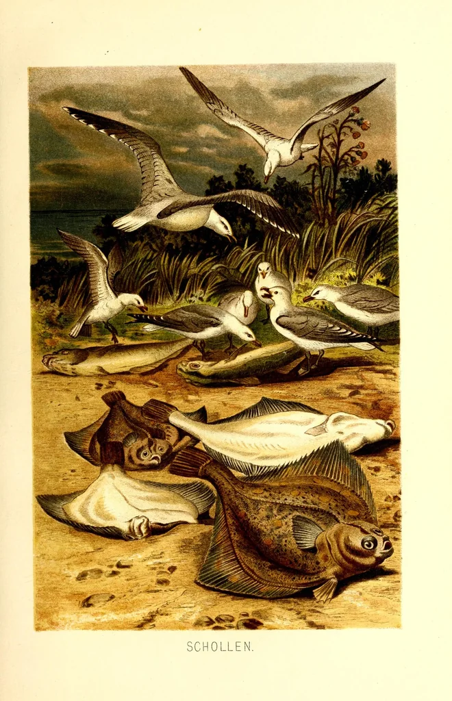 An illustration from Brehms Tierleben : allgemeine Kunde des Tierreichs : mit 1800 Abbildungen im Text, 9 Karten und 180 Tafeln in Farbendruck und Holzschnitt, 1890, leaf 275