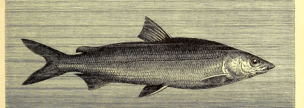 An illustration from Brehms Tierleben : allgemeine Kunde des Tierreichs : mit 1800 Abbildungen im Text, 9 Karten und 180 Tafeln in Farbendruck und Holzschnitt, 1890, leaf 413