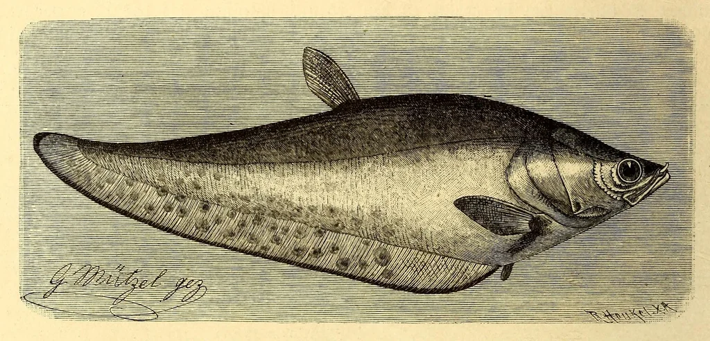 An illustration from Brehms Tierleben : allgemeine Kunde des Tierreichs : mit 1800 Abbildungen im Text, 9 Karten und 180 Tafeln in Farbendruck und Holzschnitt, 1890, leaf 442