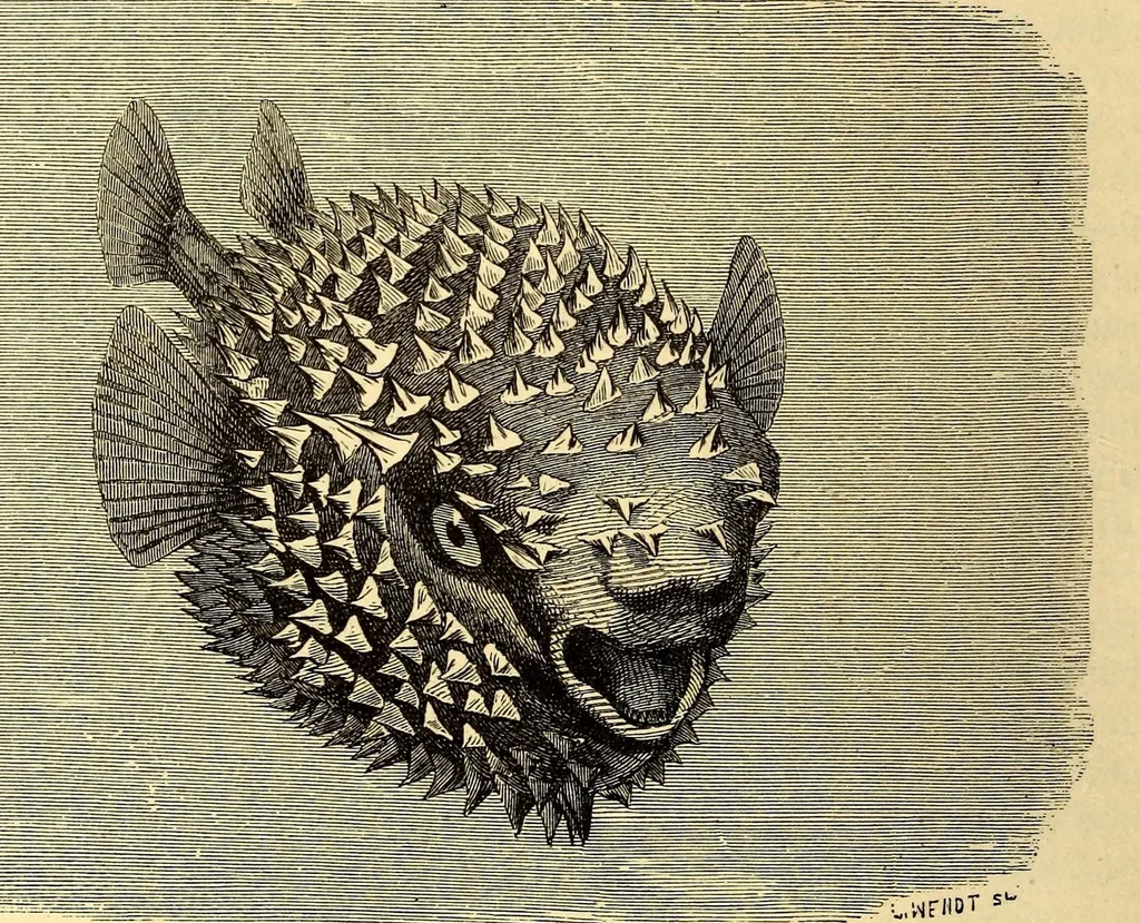 An illustration from Brehms Tierleben : allgemeine Kunde des Tierreichs : mit 1800 Abbildungen im Text, 9 Karten und 180 Tafeln in Farbendruck und Holzschnitt, 1890, leaf 474