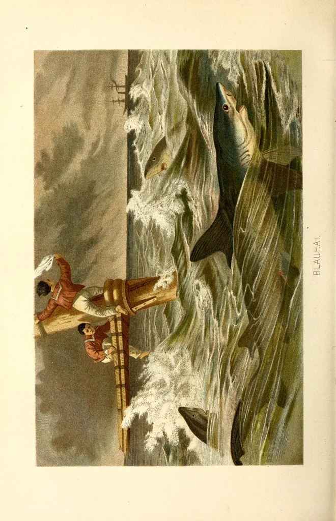An illustration from Brehms Tierleben : allgemeine Kunde des Tierreichs : mit 1800 Abbildungen im Text, 9 Karten und 180 Tafeln in Farbendruck und Holzschnitt, 1890, leaf 496