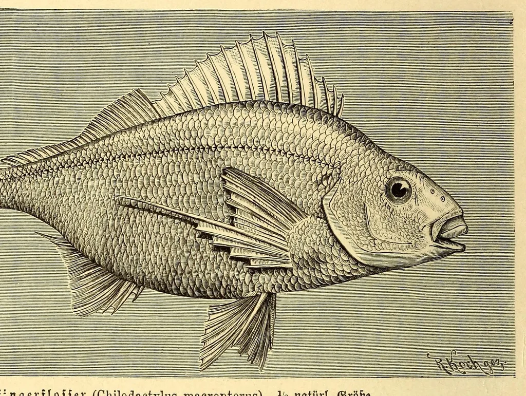 An illustration from Brehms Tierleben : allgemeine Kunde des Tierreichs : mit 1800 Abbildungen im Text, 9 Karten und 180 Tafeln in Farbendruck und Holzschnitt, 1890, leaf 90