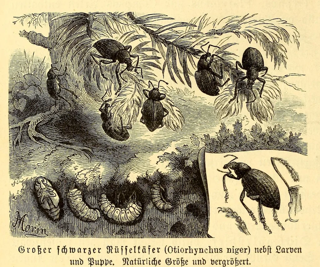 An illustration from Brehms Tierleben : allgemeine Kunde des Tierreichs : mit 1800 Abbildungen im Text, 9 Karten und 180 Tafeln in Farbendruck und Holzschnitt, 1890, leaf 206