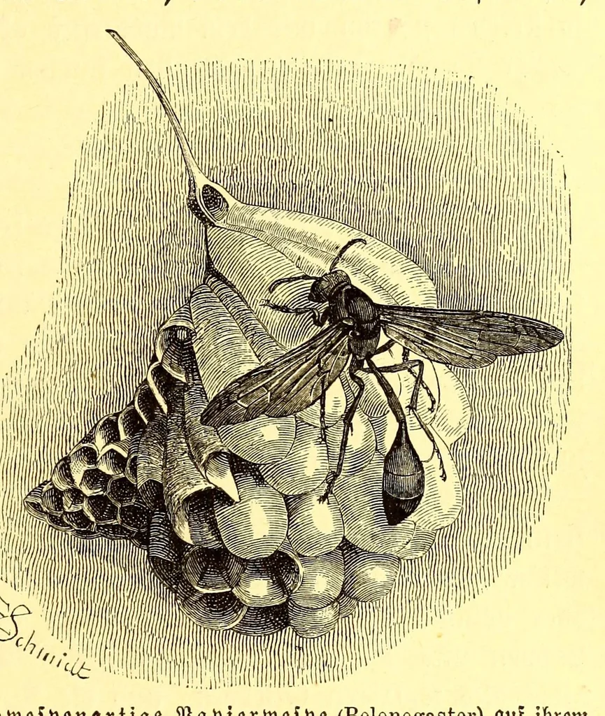 An illustration from Brehms Tierleben : allgemeine Kunde des Tierreichs : mit 1800 Abbildungen im Text, 9 Karten und 180 Tafeln in Farbendruck und Holzschnitt, 1890, leaf 337