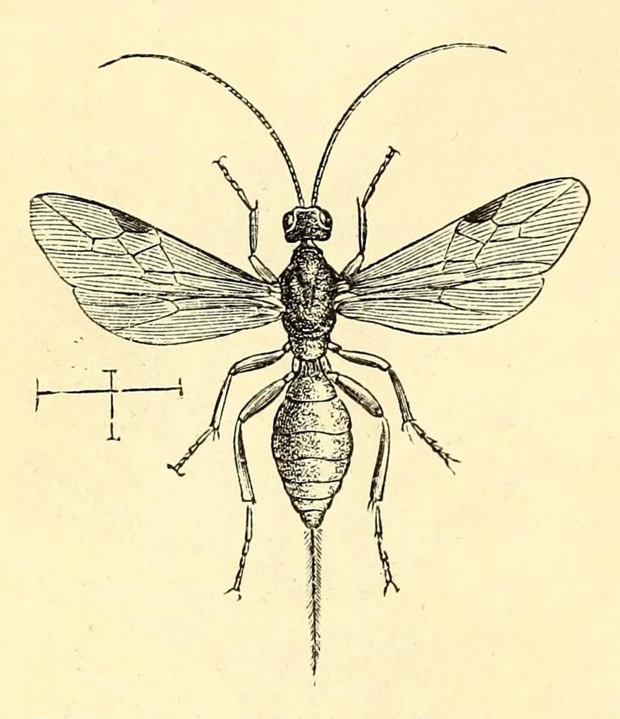 An illustration from Brehms Tierleben : allgemeine Kunde des Tierreichs : mit 1800 Abbildungen im Text, 9 Karten und 180 Tafeln in Farbendruck und Holzschnitt, 1890, leaf 400