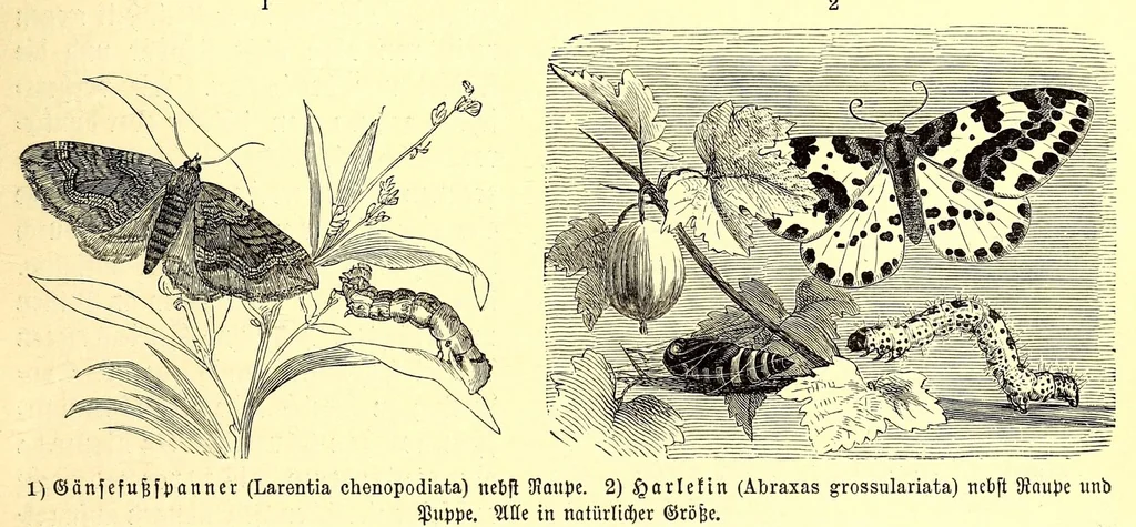 An illustration from Brehms Tierleben : allgemeine Kunde des Tierreichs : mit 1800 Abbildungen im Text, 9 Karten und 180 Tafeln in Farbendruck und Holzschnitt, 1890, leaf 531