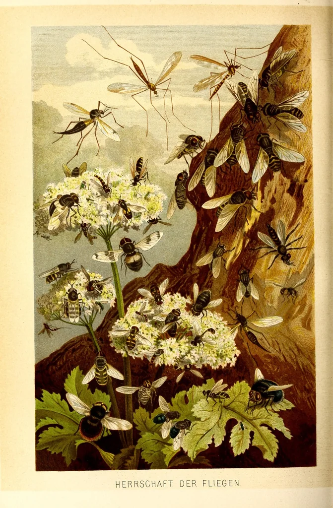 An illustration from Brehms Tierleben : allgemeine Kunde des Tierreichs : mit 1800 Abbildungen im Text, 9 Karten und 180 Tafeln in Farbendruck und Holzschnitt, 1890, leaf 576