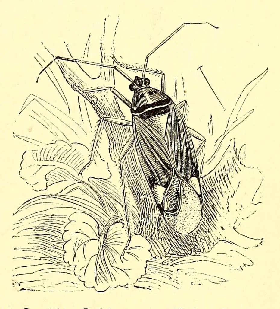 An illustration from Brehms Tierleben : allgemeine Kunde des Tierreichs : mit 1800 Abbildungen im Text, 9 Karten und 180 Tafeln in Farbendruck und Holzschnitt, 1890, leaf 763