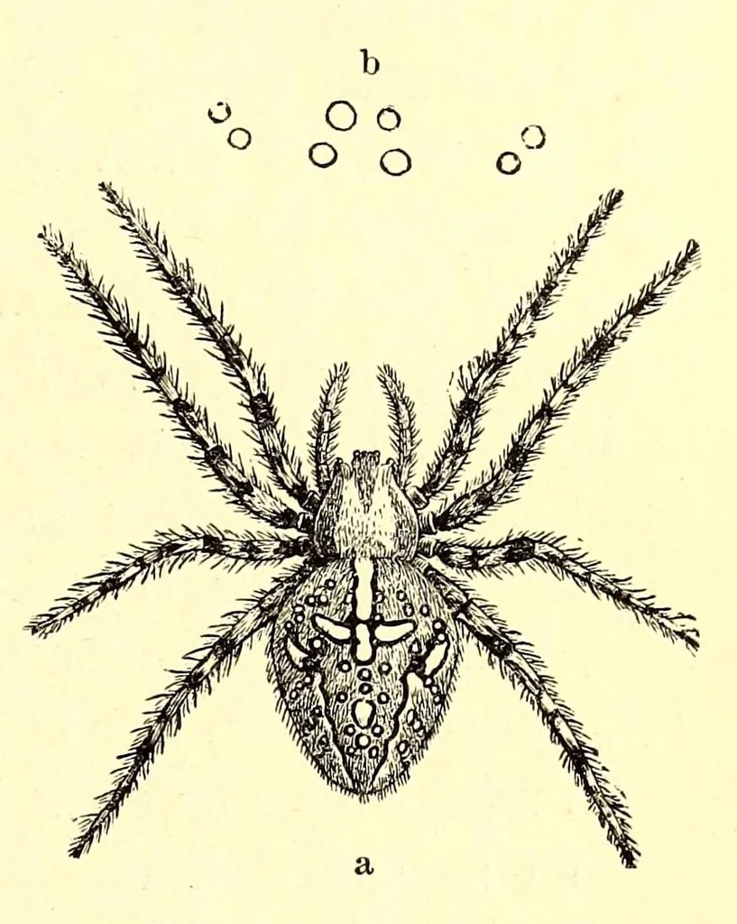 An illustration from Brehms Tierleben : allgemeine Kunde des Tierreichs : mit 1800 Abbildungen im Text, 9 Karten und 180 Tafeln in Farbendruck und Holzschnitt, 1890, leaf 815
