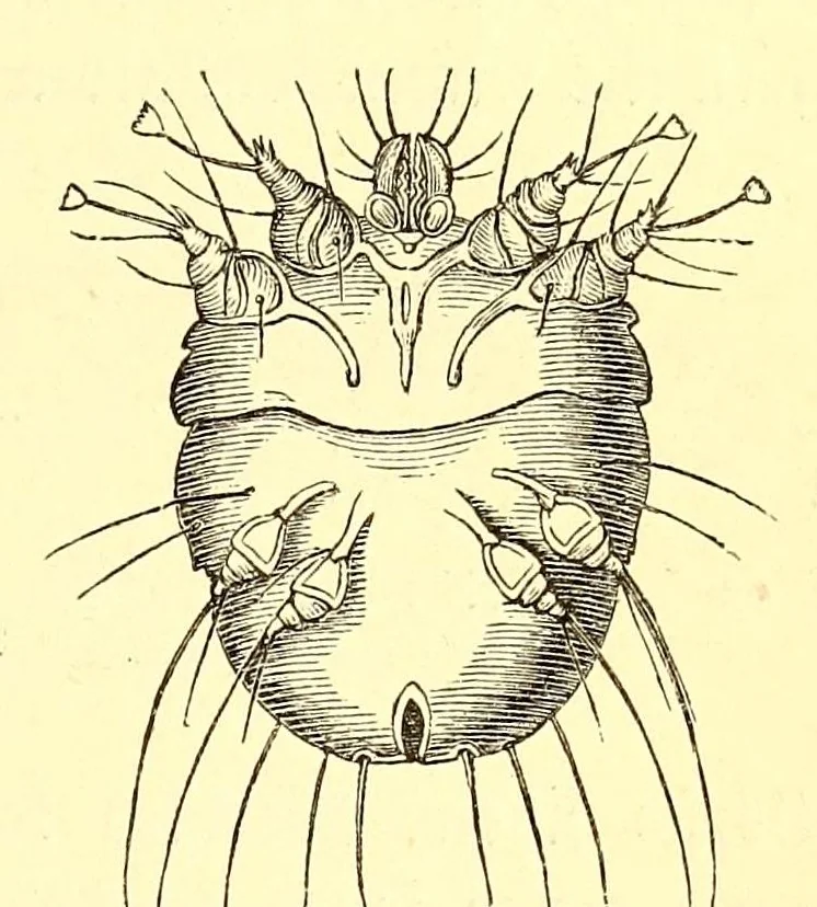 An illustration from Brehms Tierleben : allgemeine Kunde des Tierreichs : mit 1800 Abbildungen im Text, 9 Karten und 180 Tafeln in Farbendruck und Holzschnitt, 1890, leaf 855