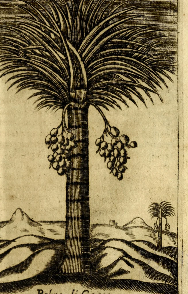 An illustration from Breue, e succinta relatione del viaggio nel regno di Congo nell' Africa meridionale,, 1692, leaf 65