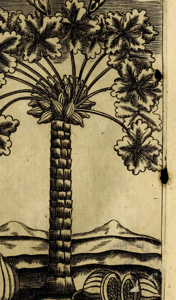 An illustration from Breue, e succinta relatione del viaggio nel regno di Congo nell' Africa meridionale,, 1692, leaf 67