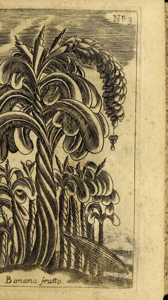 An illustration from Breue, e succinta relatione del viaggio nel regno di Congo nell' Africa meridionale,, 1692, leaf 69