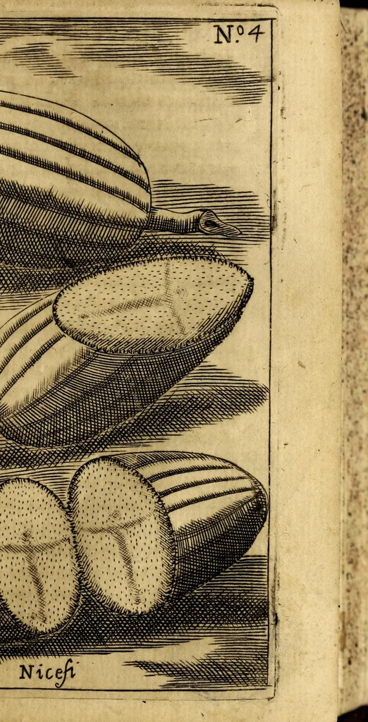 An illustration from Breue, e succinta relatione del viaggio nel regno di Congo nell' Africa meridionale,, 1692, leaf 73