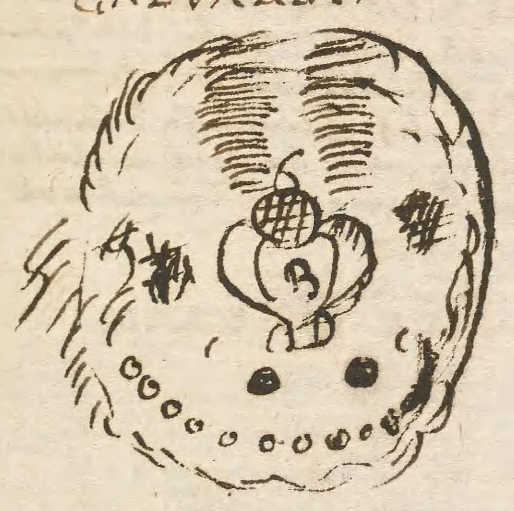 An illustration from Breve compendium philosophiae [manuscript], 1652, leaf 283