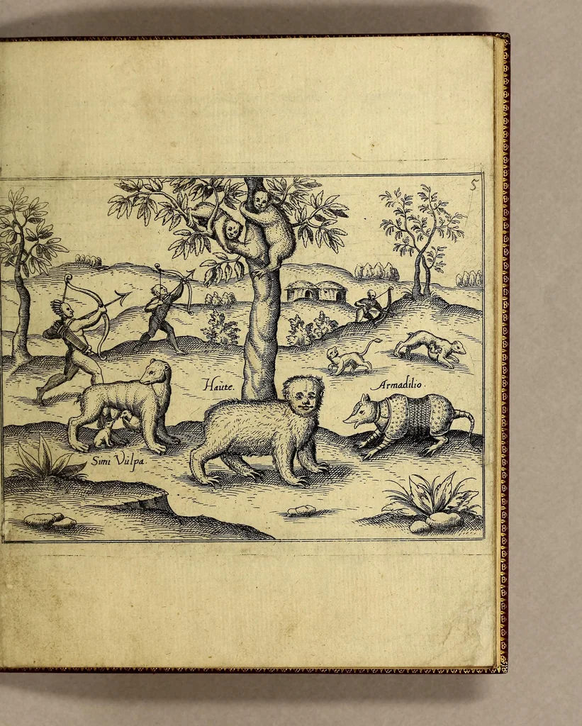 An illustration from Brevis & admiranda descriptio regni Guianae, avri abundantissimi, in America, seu novo orbe, sub linea aequinoctilia siti: quod nuper admodum, annis nimirum 1564 [sic]. 1595 & 1596. Per generosium dominum Dn. Gualtherum Raleghe quitem Anglum detectum est: : paulò post jussu ejus duobus libellis comprehensa: ex quibus Iodocus Hondius tabulam geographicam adornavit, addita explicatione Belgico sermone scripta: nunc verò in Latinum sermonem translata, & ex variis authoribus hinc inde declarata, 1599, leaf 23