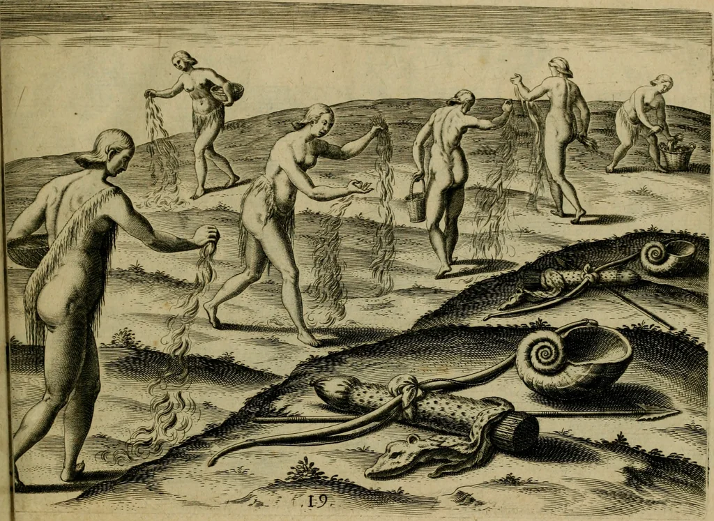 An illustration from Brevis narratio eorvm qvae in Florida Americæ provicia Gallis acciderunt : secunda in illam nauigatione, duce Renato de Laudõniere classis præfecto, anno MDLXIIII, qvae est secvnda pars Americæ : additæ figuræ & incolarum eicones ibidem ad vivu expressæ, brevis item declaratio religionis, rituum, vivendique ratione ipsorum, 1591, leaf 42