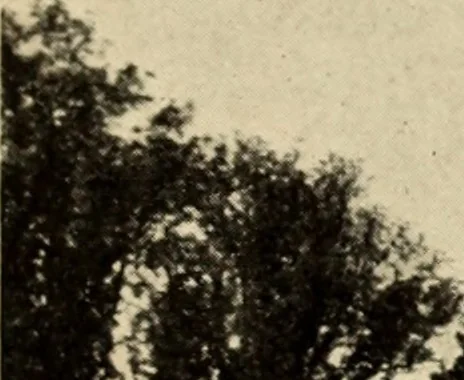 An illustration from Brügge und Ypern, 1900, leaf 66